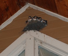 6 birds crowded into a nest built on the top of a window frame and under an overhang