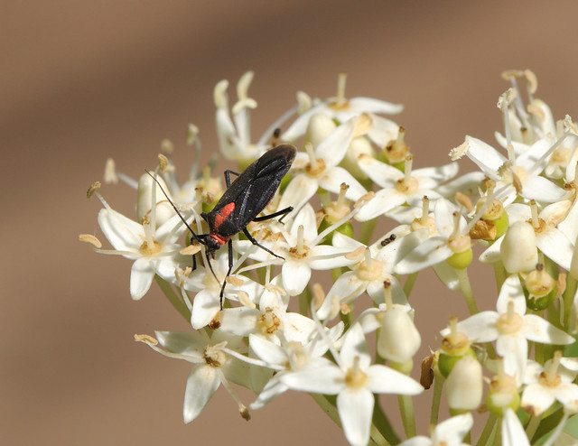 Black and red beetle on a flower