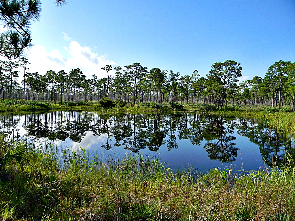 Pond in Flatwoods
