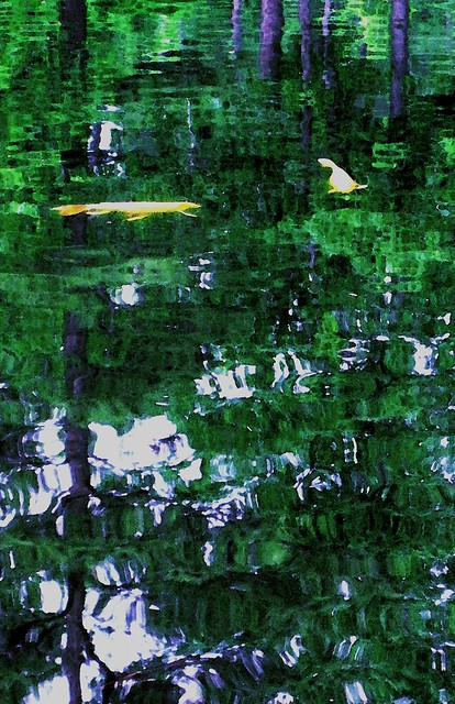 fish with reflected green trees and pondwater