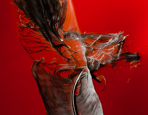Feather Frizzle | by alan_sailer