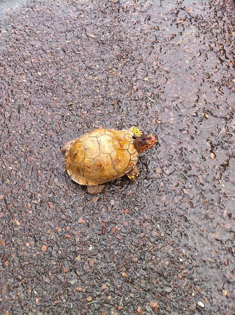 Helped a turtle cross the road on the way home
