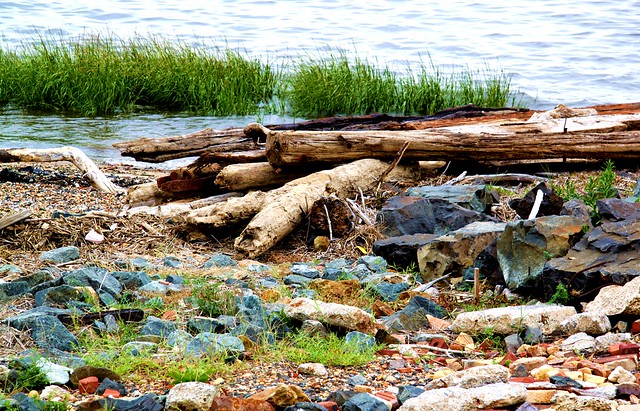 Harbor Shore Debris