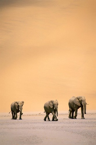 family wild elephant nature trek wildlife dry endangered protected mywinners