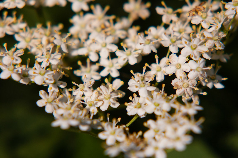 Elder flower