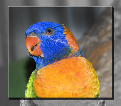 colour bird photoshop frame australianbird ★excellent★ ”sweetfreedom”