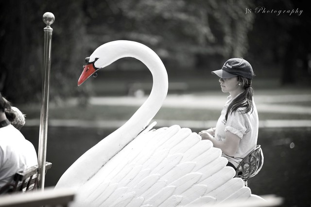 Swan Rider