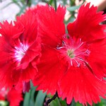 CARYOPHYLLACEAE  石竹科 - Dianthus chinensis 石竹