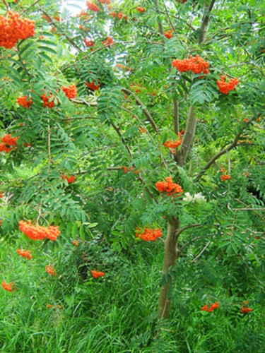 Sorbus aucuparia, Rowan, Wilde Lijsterbes | Sorbier des oise… | Flickr
