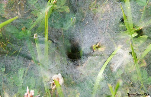Spider Web Vortex | by Sherrye Steffens (aka: Sherrye’s Art)
