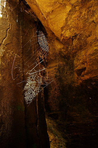 Webs | by Leica-virgin