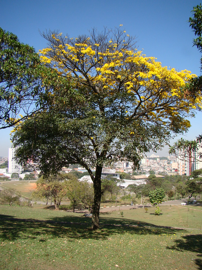 Tabebuia sp. Ypê-amarelo Brazilian trumpette golden