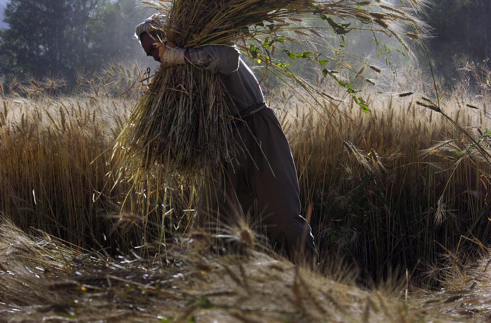 Afghan Farmer Gathers Wheat