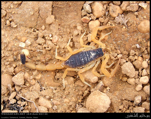 Deathstalker, Leiurus quinquestriatus subsp. hebraeus, Scorpion in Sahalnout, Salalah, Dhofar