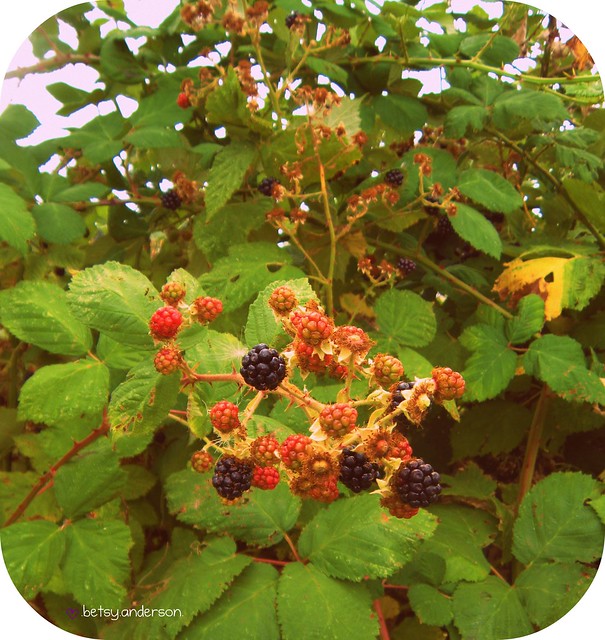 Ripe & Unripe Berries