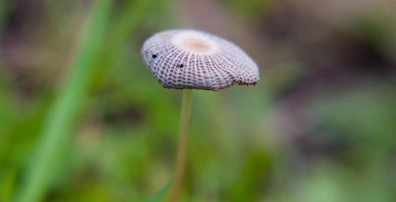 Mushroom