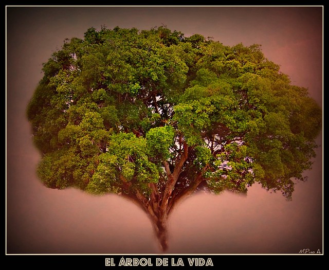 Árbol de la Vida / Tree of the life