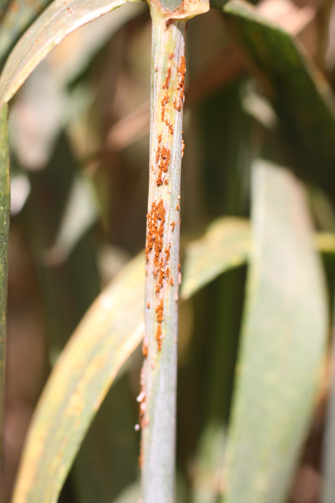 Ug99 stem rust on wheat | Wheat stem showing symptoms of ste… | Flickr
