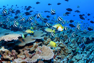 Reef fish - Papahānaumokuākea Marine National Monument | by USFWS Pacific