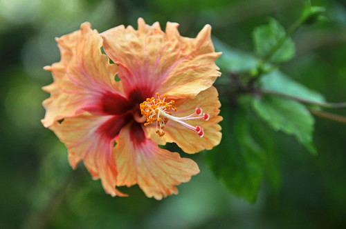 Hibiscus - Bunga Raya by IngeHG