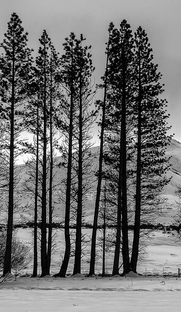 20060702_6661_10D-98 Pines