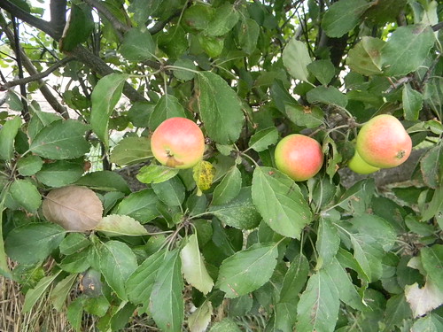 Apples Wild in the hedge. Saunderton Circular via Bledow