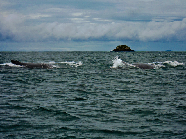 Boca Brava 13 - Whales