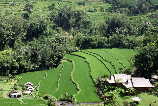 Rice Terraces, Pacung, Bali