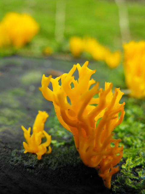 more of the yellow fungus