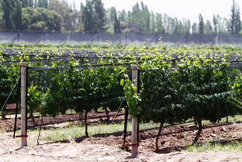 mendoza