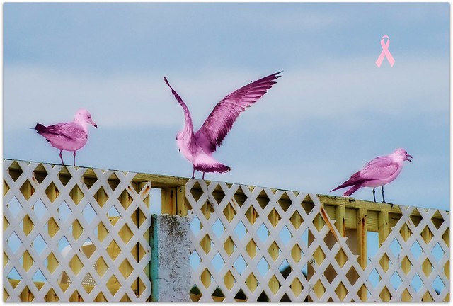 Birds - Pink Seagulls