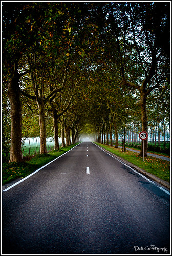 road morning trees leaves entrance autumn365dayslandscapeochtendbelgium