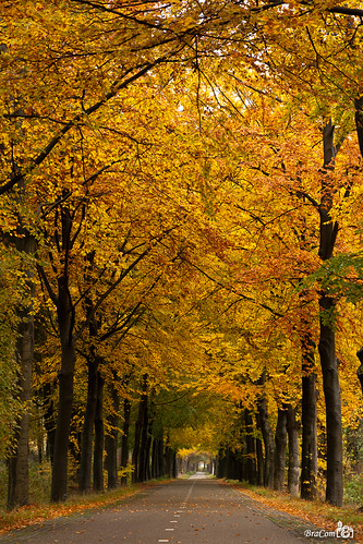 road autumn trees fall bracom bramvanbroekhoven