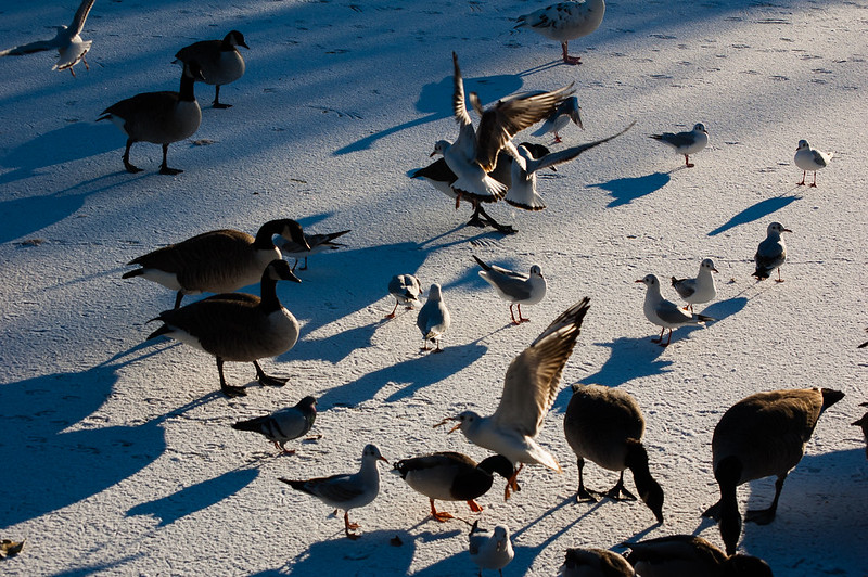 Birds on a frozen lake