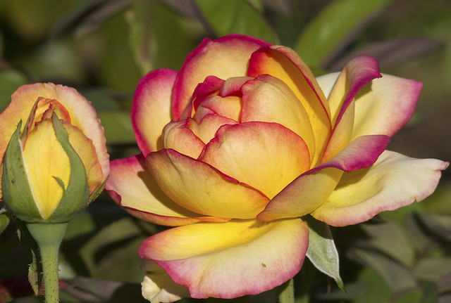 Rose from Rosedal Gardens