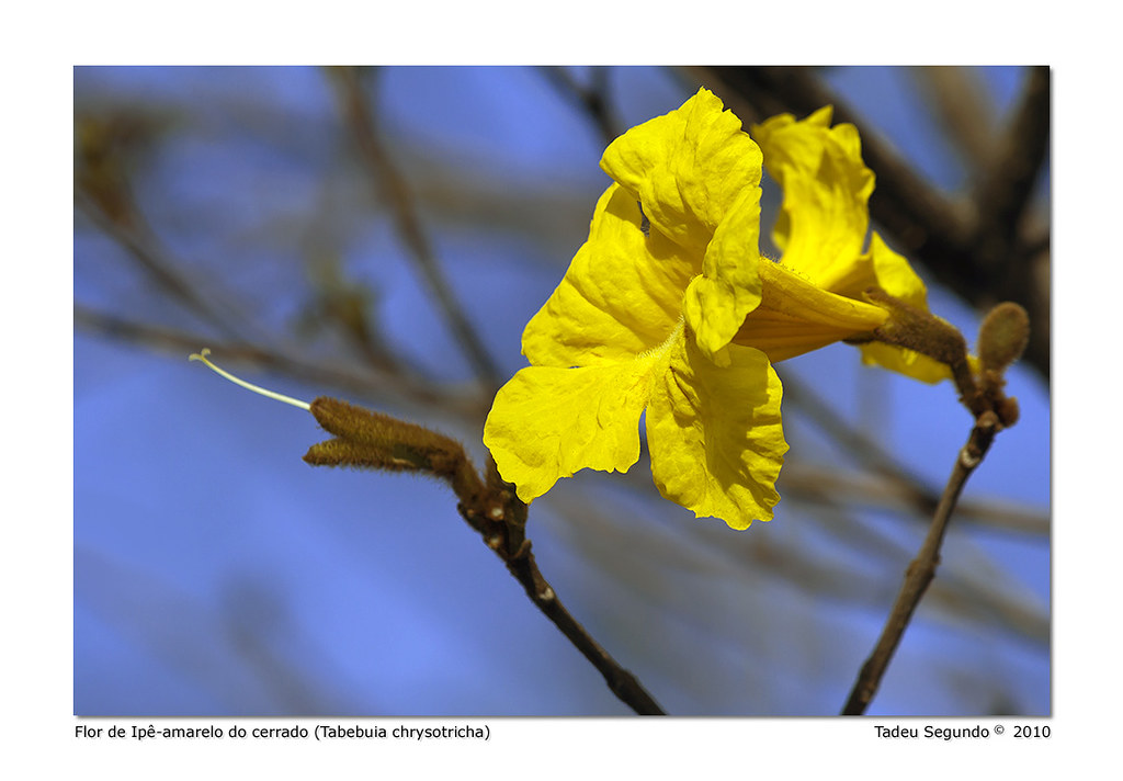 Flor de Ipê-amarelo do cerrado (Tabebuia chrysotricha) | Flickr