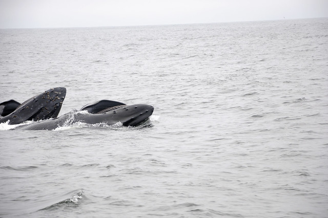 Two Humpback Whales Lunge-feeding