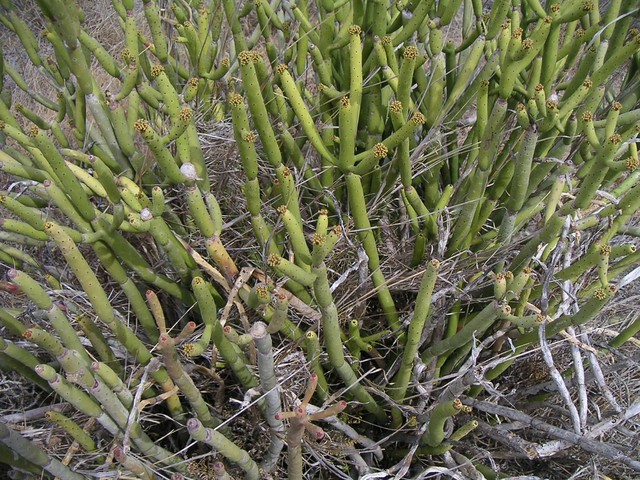 Euphorbia alluaudii 02