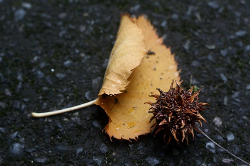 leafy & spiky | brx0 | Flickr
