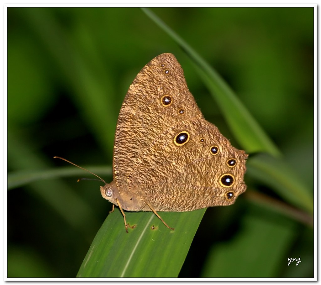 Carpet Texture Butterfly by Yogendra174