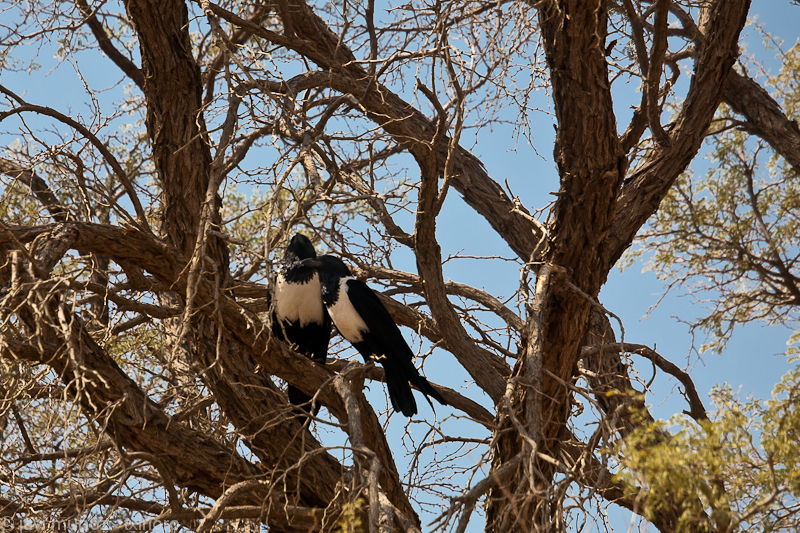 Animales avistados: Cuervo africano