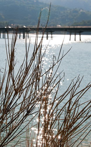 auto roma fauna relax lago flora opera strada italia riva natura ponte serene luci acqua lumaca azzurro rami lazio monti ragno turano pianta stelle rieti lacustre pubblica ragnatela rovi arbusti