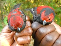 Pair of Dusky Crimsonwings