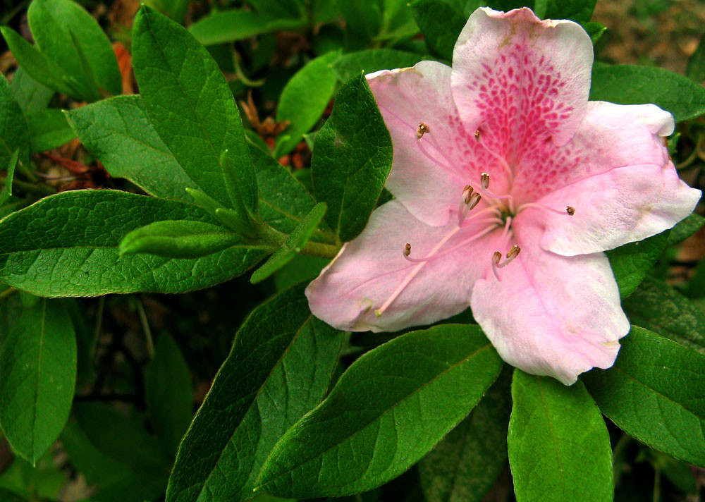 Azaléia...flores da primavera | Azaléia. Nome científico: Rh… | Flickr