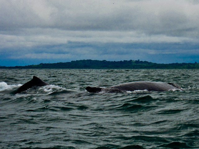 Boca Brava 19 - Whales