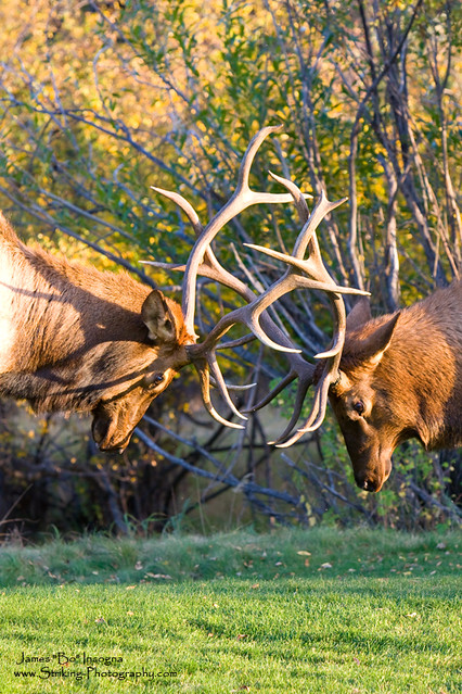 Two Bull Elk Sparring
