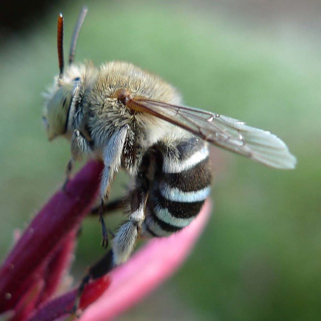 Hairy Banded Bee