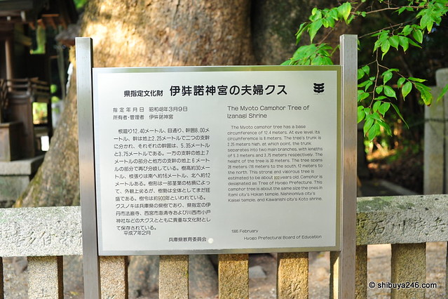 Myoto Camphor Tree, Izanagi Jinja