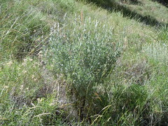 Artemisia tridentata vaseyana