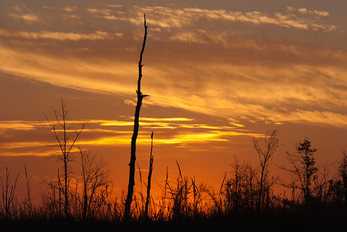 orange nature silhouette sunrise dawn nhm ngm pregamewinner harrellprairiebotanicalarea